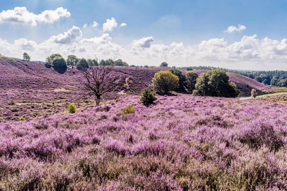 Sfeervolle Chalet Op De Veluwe In Hoenderloo Hotell Exteriör bild