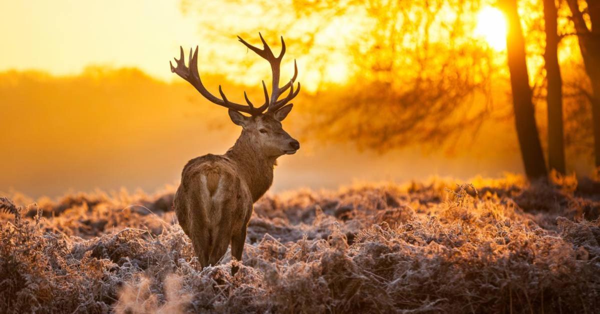 Sfeervolle Chalet Op De Veluwe In Hoenderloo Hotell Exteriör bild